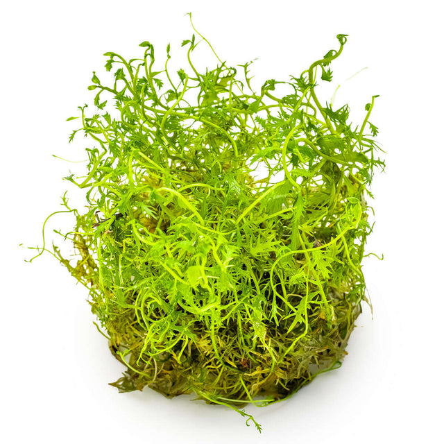 Tropica 037C Tissue Culture - Proserpinaca palustris Cuba aquarium plant in tissue culture cup.