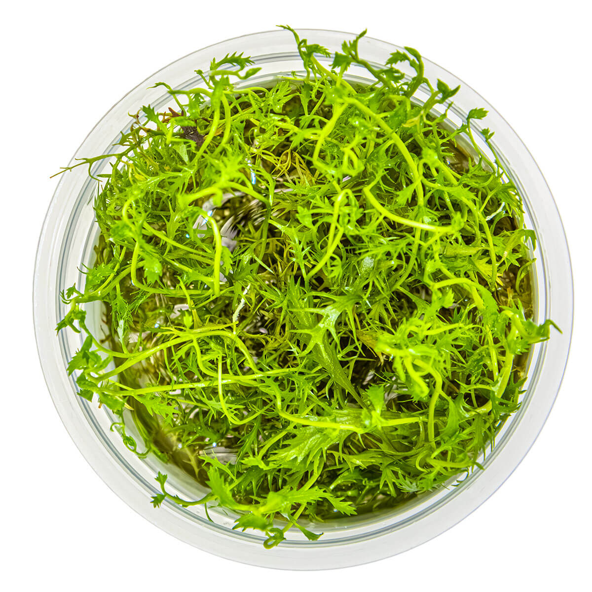 Tropica 037C Tissue Culture - Proserpinaca palustris Cuba in a clear cup with vibrant green aquatic foliage.