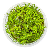 Tropica 037C Tissue Culture - Proserpinaca palustris Cuba in a clear cup with vibrant green aquatic foliage.