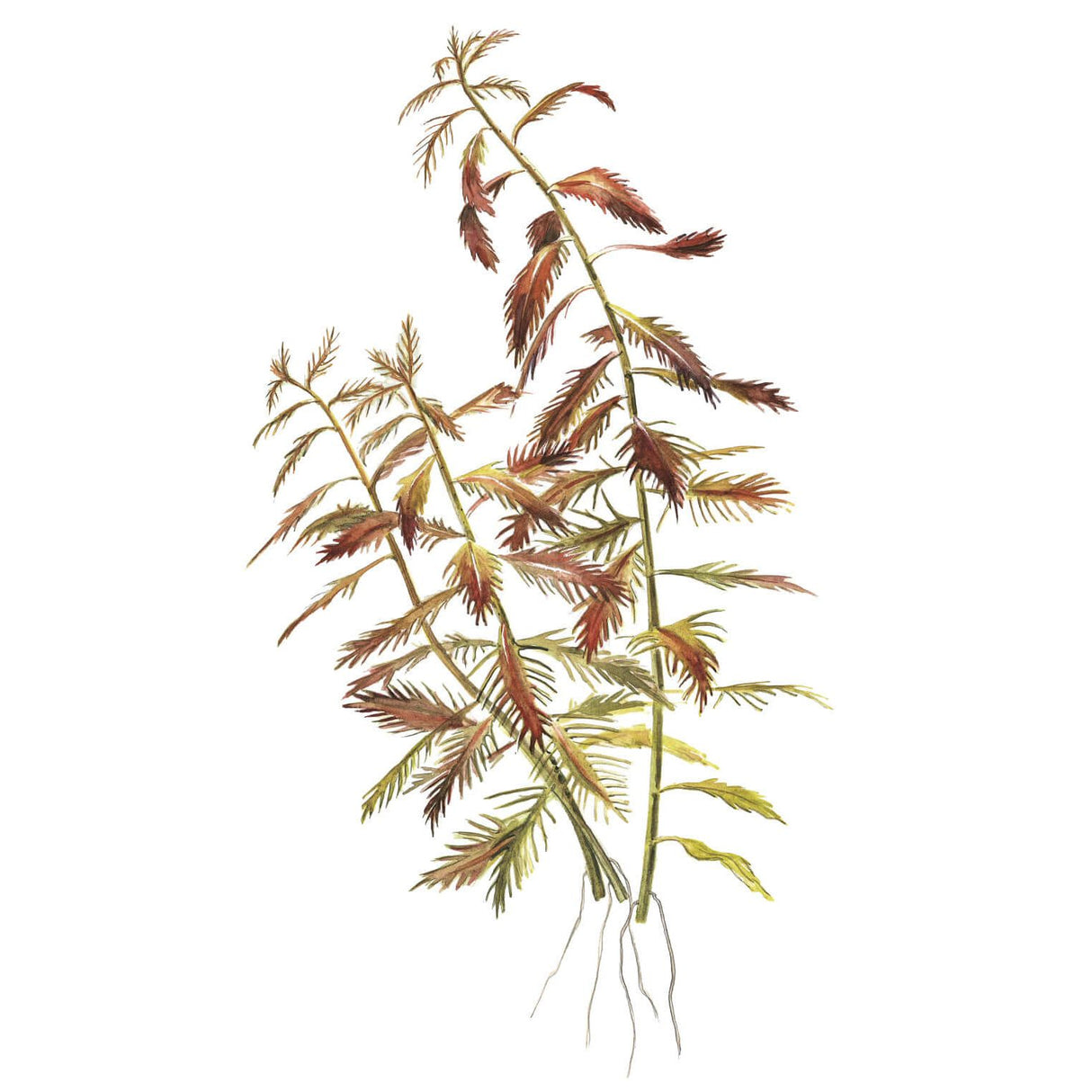 Alt Tag: Tropica 037C Tissue Culture - Proserpinaca palustris Cuba aquarium plant illustration with detailed foliage.
