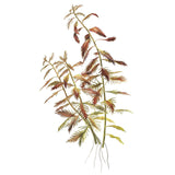 Alt Tag: Tropica 037C Tissue Culture - Proserpinaca palustris Cuba aquarium plant illustration with detailed foliage.