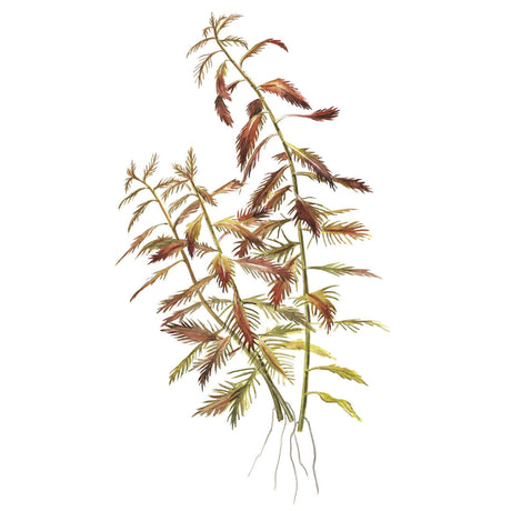 Alt Tag: Tropica 037C Tissue Culture - Proserpinaca palustris Cuba aquarium plant illustration with detailed foliage.