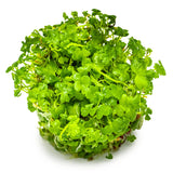 Tropica 039B Tissue Culture - Hydrocotyle tripartita aquarium plant in tissue culture closed cup.