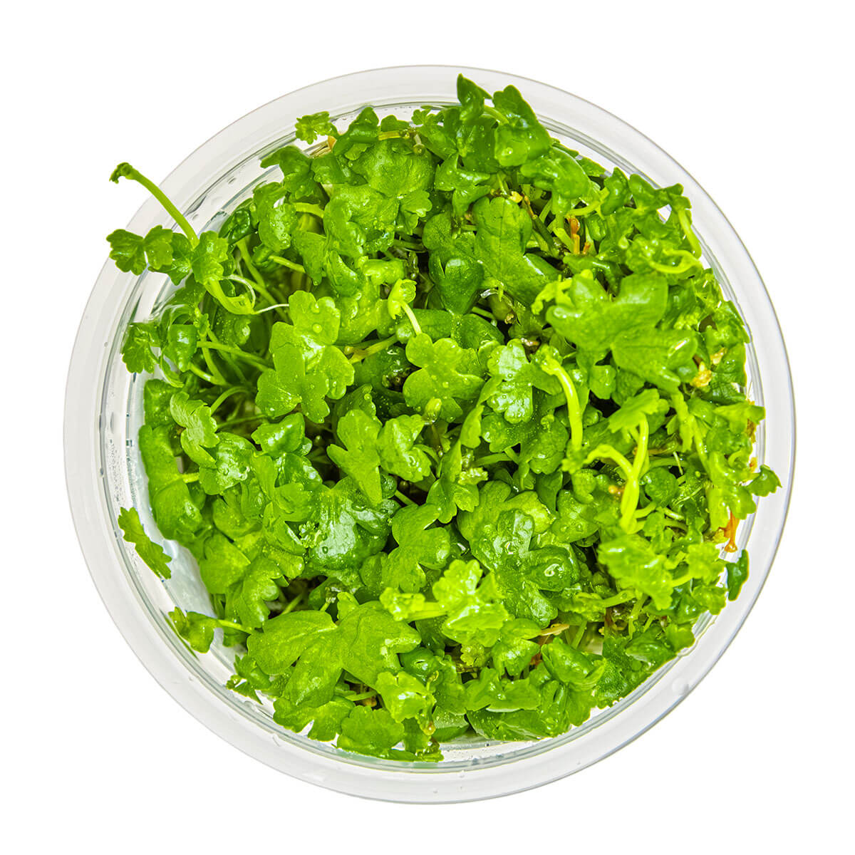 Tropica 039B Tissue Culture - Hydrocotyle tripartita aquarium plant in a clear cup.