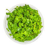 Tropica 039B Tissue Culture - Hydrocotyle tripartita aquarium plant in a clear cup.