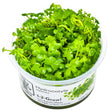Tropica 039B Tissue Culture - Hydrocotyle tripartita aquarium plant in closed cup, vibrant green leaves.
