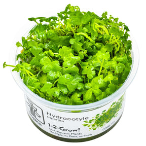 Tropica 039B Tissue Culture - Hydrocotyle tripartita aquarium plant in closed cup, vibrant green leaves.
