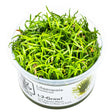 Tropica 040 Tissue Culture - Lilaeopsis brasiliensis in a closed cup for aquarium planting.