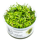 Tropica 040 Tissue Culture - Lilaeopsis brasiliensis in a closed cup for aquarium planting.