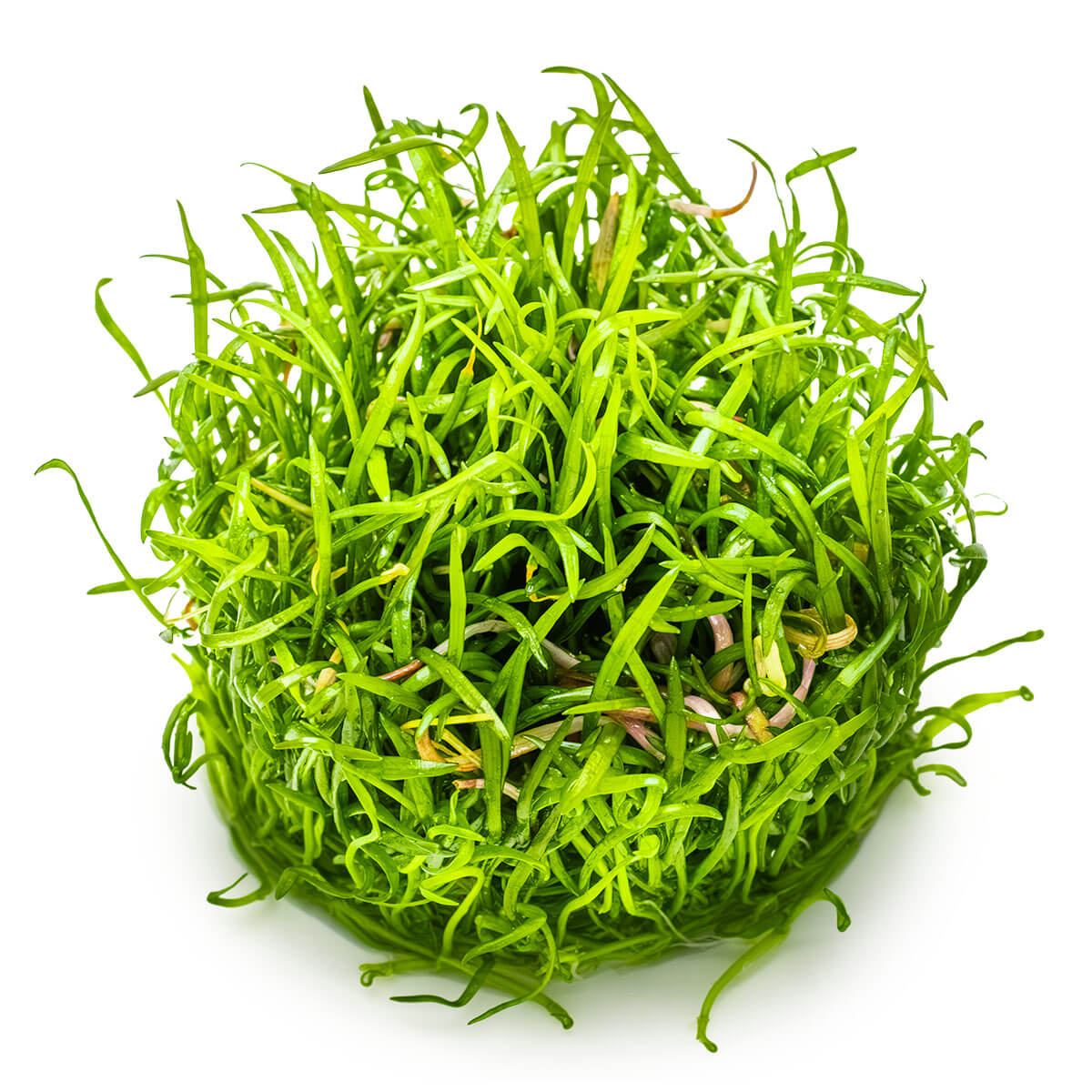 Tropica 040 Tissue Culture - Lilaeopsis brasiliensis aquarium plant in tissue culture cup.