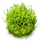 Tropica 040 Tissue Culture - Lilaeopsis brasiliensis aquarium plant in tissue culture cup.