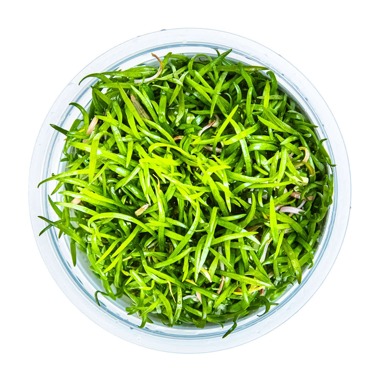 Tropica 040 Tissue Culture - Lilaeopsis brasiliensis aquarium plant in tissue culture cup.