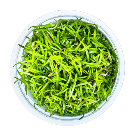 Tropica 040 Tissue Culture - Lilaeopsis brasiliensis aquarium plant in tissue culture cup.