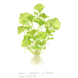Tropica 041B Tissue Culture - Nymphoides hydrophylla Taiwan aquarium plant illustration with green leaves.