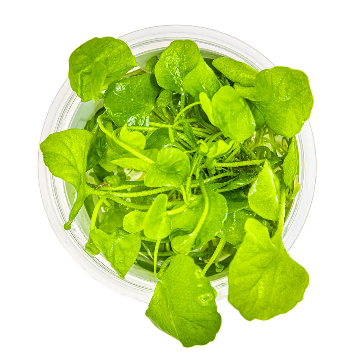 Tropica 041B Tissue Culture - Nymphoides hydrophylla Taiwan aquarium plant in a clear cup.