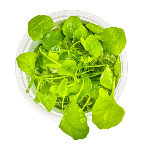 Tropica 041B Tissue Culture - Nymphoides hydrophylla Taiwan aquarium plant in a clear cup.