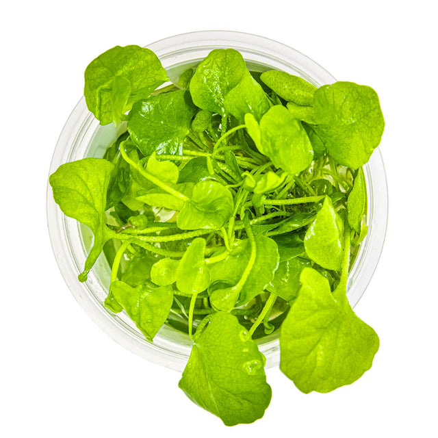 Tropica 041B Tissue Culture - Nymphoides hydrophylla Taiwan aquarium plant in a clear cup.