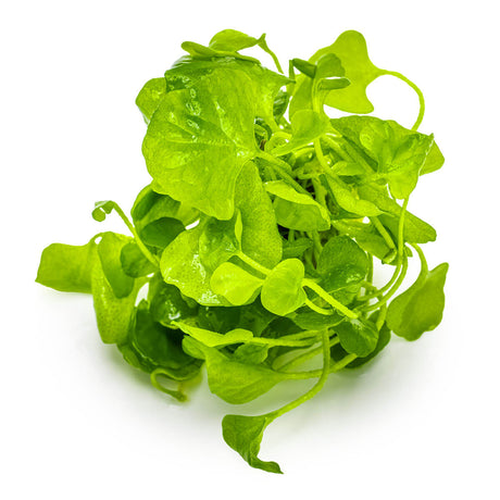 Tropica 041B Tissue Culture - Nymphoides hydrophylla Taiwan aquatic plant in tissue culture with vibrant green leaves.