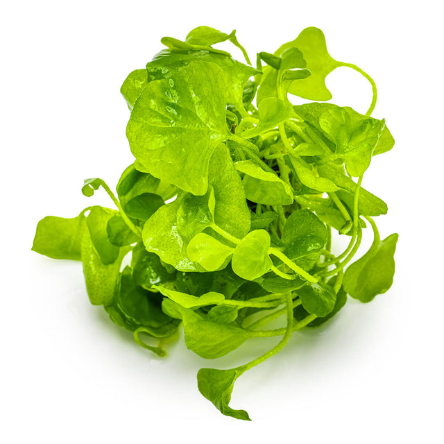 Tropica 041B Tissue Culture - Nymphoides hydrophylla Taiwan aquatic plant in tissue culture with vibrant green leaves.