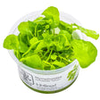 Tropica 041B Tissue Culture - Nymphoides hydrophylla Taiwan aquatic plant in tissue culture cup, vibrant green leaves.