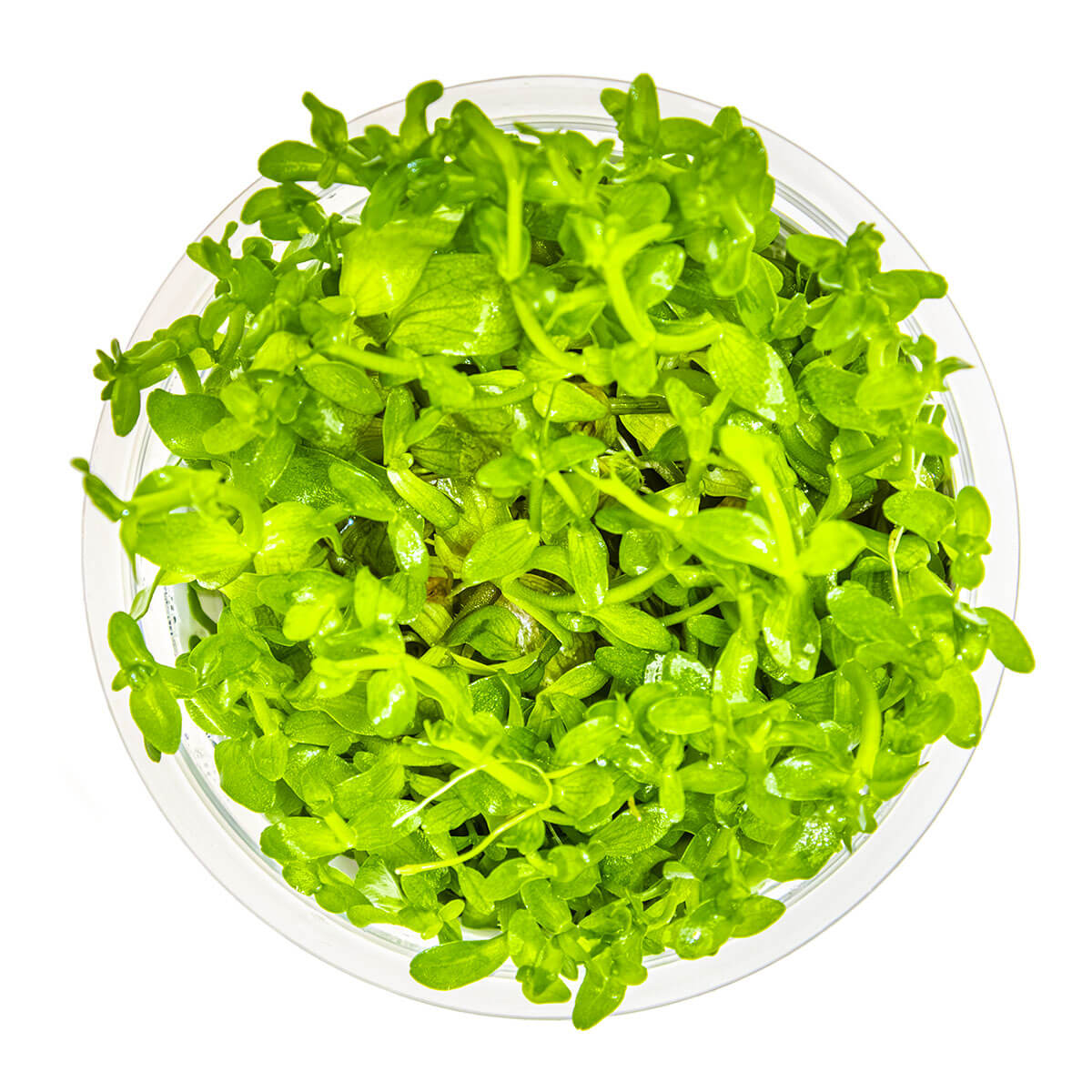 Tropica 043 Tissue Culture - Bacopa caroliniana aquarium plant in tissue culture cup, green foliage, top view.