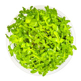 Tropica 043 Tissue Culture - Bacopa caroliniana aquarium plant in tissue culture cup, green foliage, top view.