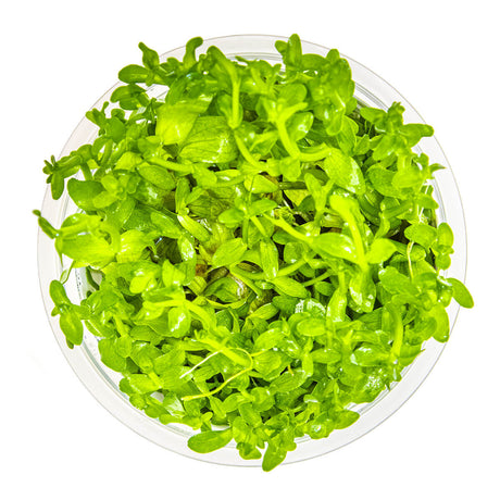 Tropica 043 Tissue Culture - Bacopa caroliniana aquarium plant in tissue culture cup, green foliage, top view.