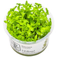 Tropica 043 Tissue Culture - Bacopa caroliniana aquatic plant in tissue culture cup for aquarium use.