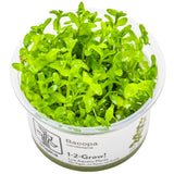 Tropica 043 Tissue Culture - Bacopa caroliniana aquatic plant in tissue culture cup for aquarium use.