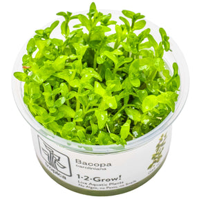 Tropica 043 Tissue Culture - Bacopa caroliniana aquatic plant in tissue culture cup for aquarium use.