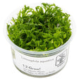 Tropica 046 Tissue Culture - Limnophila aquatica aquarium plant in a cup, featuring lush green finely branched leaves.