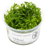 Tropica 046 Tissue Culture - Limnophila aquatica