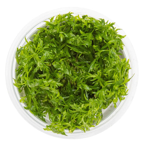Tropica 046 Tissue Culture - Limnophila aquatica in clear cup, vibrant light-green leaves, aquarium plant.