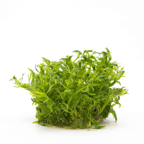 Tropica 046 Tissue Culture - Limnophila aquatica aquarium plant with light-green finely branched leaves.
