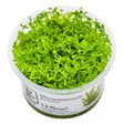 Tropica 048A Tissue Culture - Hemianthus micranthemoides aquarium plant in closed cup, showcasing vibrant green growth.