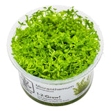 Tropica 048A Tissue Culture - Hemianthus micranthemoides aquarium plant in closed cup, showcasing vibrant green growth.