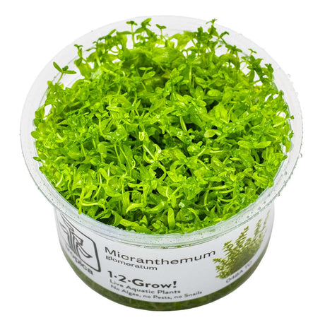 Tropica 048A Tissue Culture - Hemianthus micranthemoides aquarium plant in closed cup, showcasing vibrant green growth.
