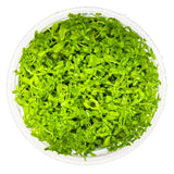 Tropica 048A Tissue Culture - Hemianthus micranthemoides aquarium plant in tissue culture cup.