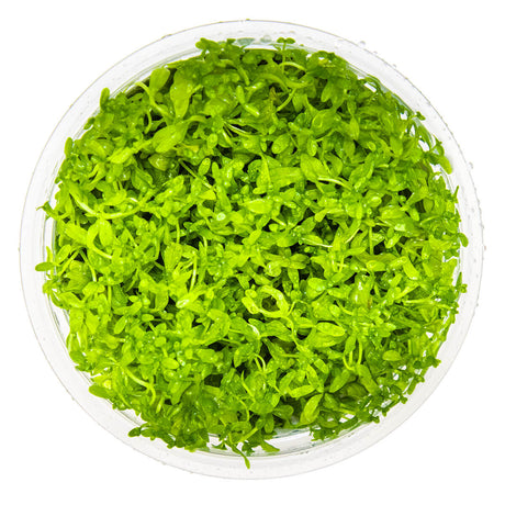 Tropica 048A Tissue Culture - Hemianthus micranthemoides aquarium plant in tissue culture cup.