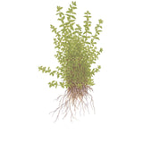 Tropica 048A Tissue Culture - Hemianthus micranthemoides aquarium plant with roots and lush green foliage.