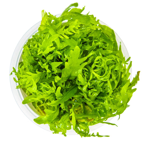 Tropica 051D Tissue Culture - Hygrophila odora in a closed cup, vibrant aquarium plant with lush green foliage.