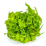 Tropica 051D Tissue Culture - Hygrophila odora vibrant aquarium plant with dense green foliage