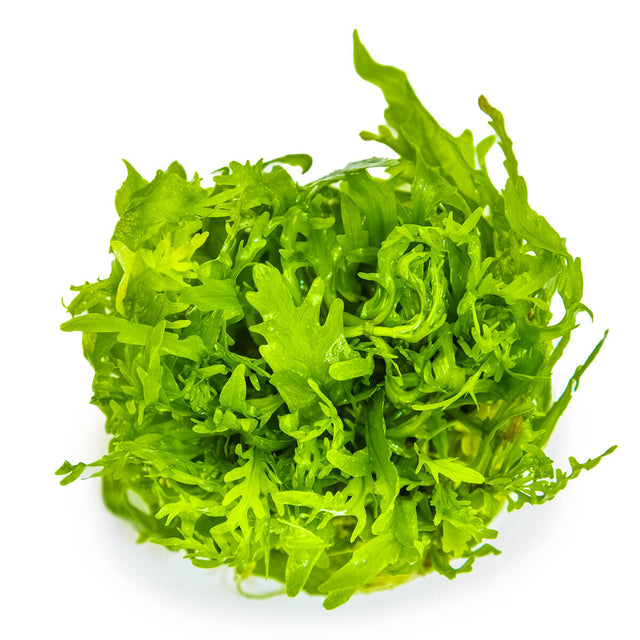 Tropica 051D Tissue Culture - Hygrophila odora vibrant aquarium plant with dense green foliage