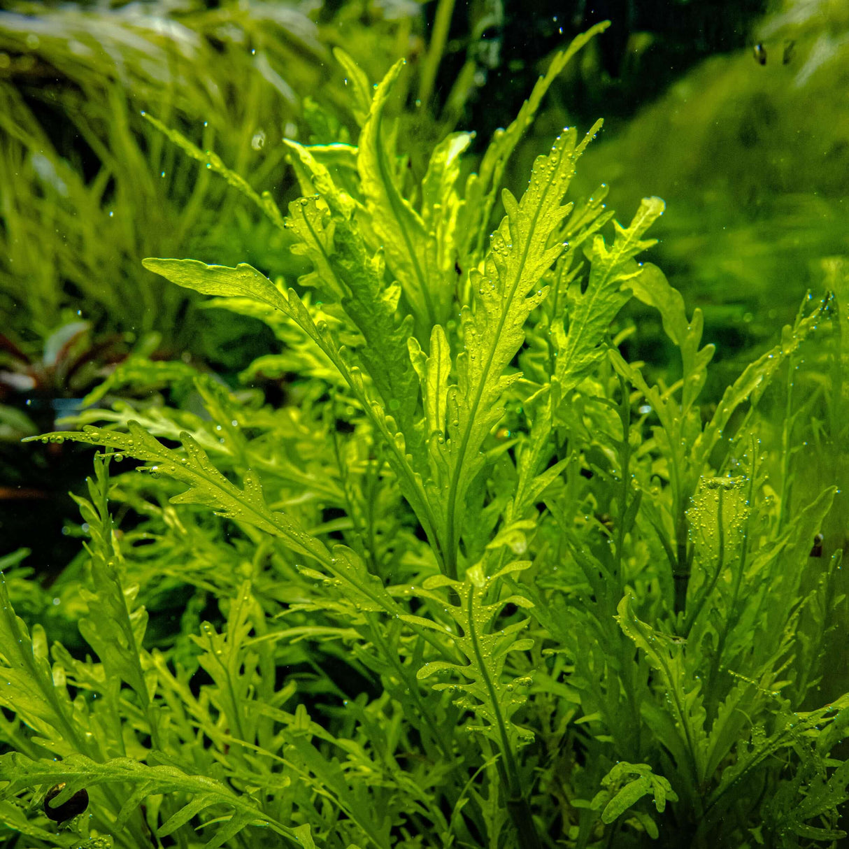 Tropica 051D Tissue Culture - Hygrophila odora vibrant aquarium plant with dense green foliage