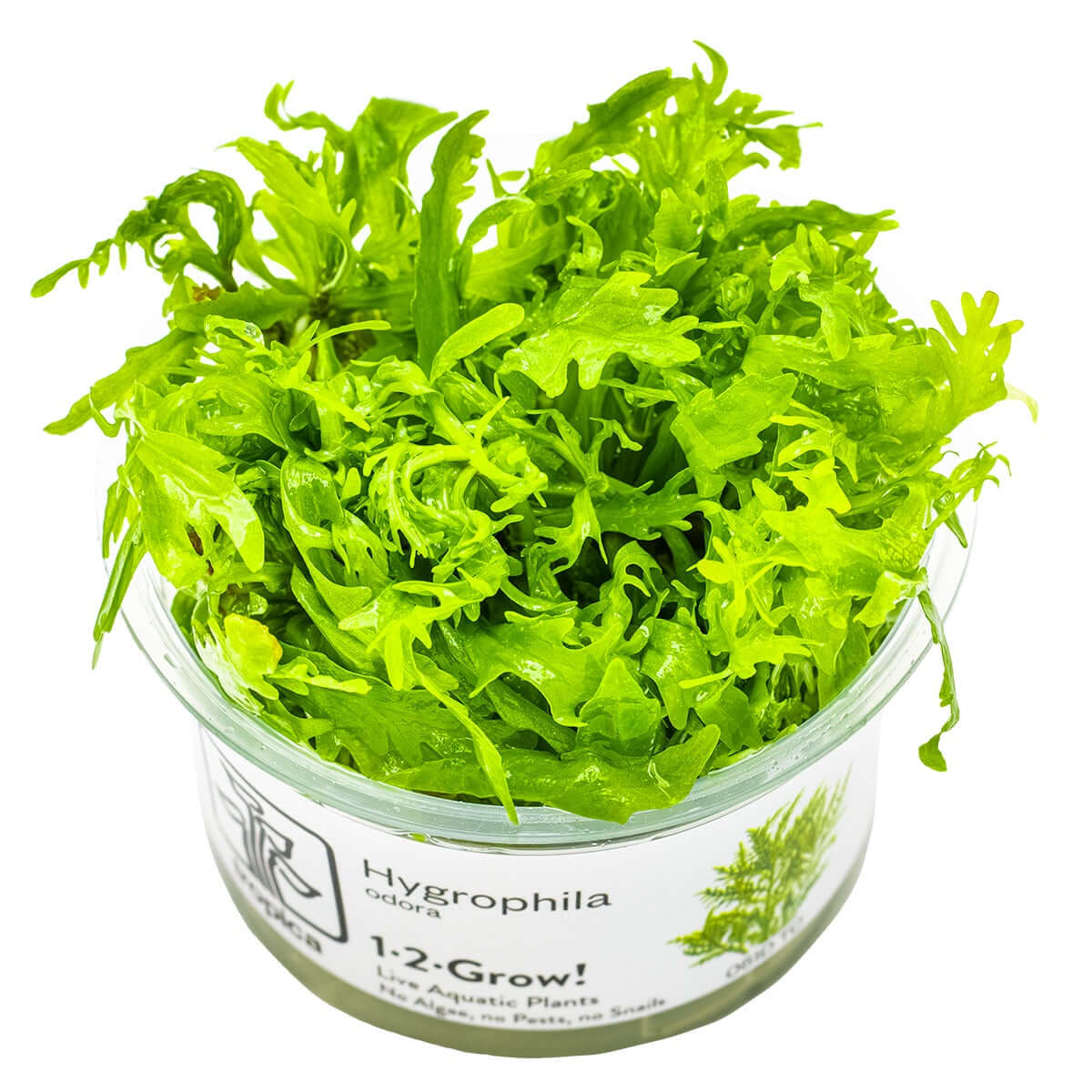 Tropica 051D Tissue Culture - Hygrophila odora vibrant aquarium plant in closed cup for aquascaping.
