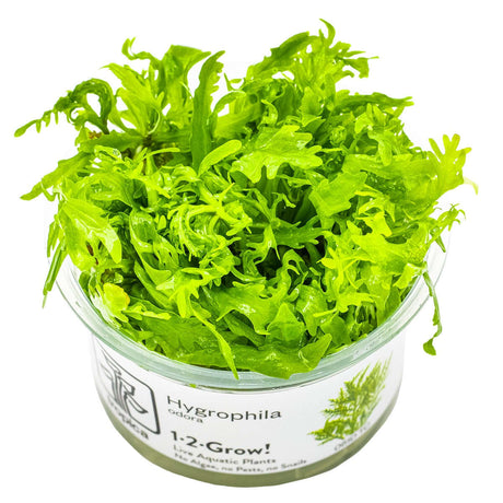 Tropica 051D Tissue Culture - Hygrophila odora vibrant aquarium plant in closed cup for aquascaping.