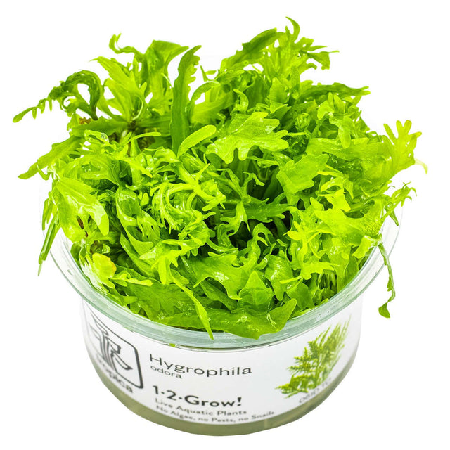 Tropica 051D Tissue Culture - Hygrophila odora vibrant aquarium plant in closed cup for aquascaping.