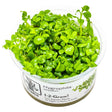 Tropica 052B Tissue Culture - Hygrophila serpyllum in closed cup, showcasing lush green foliage for aquariums.