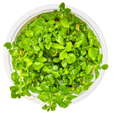 Tropica 052B Tissue Culture - Hygrophila serpyllum in a closed cup, showcasing lush green growth and intricate leaf patterns.