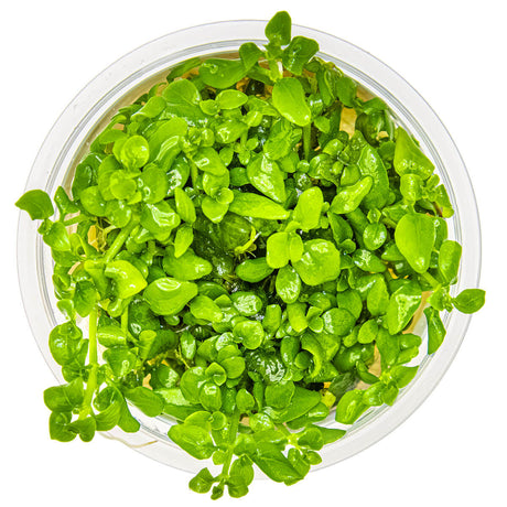 Tropica 052B Tissue Culture - Hygrophila serpyllum in a closed cup, showcasing lush green growth and intricate leaf patterns.